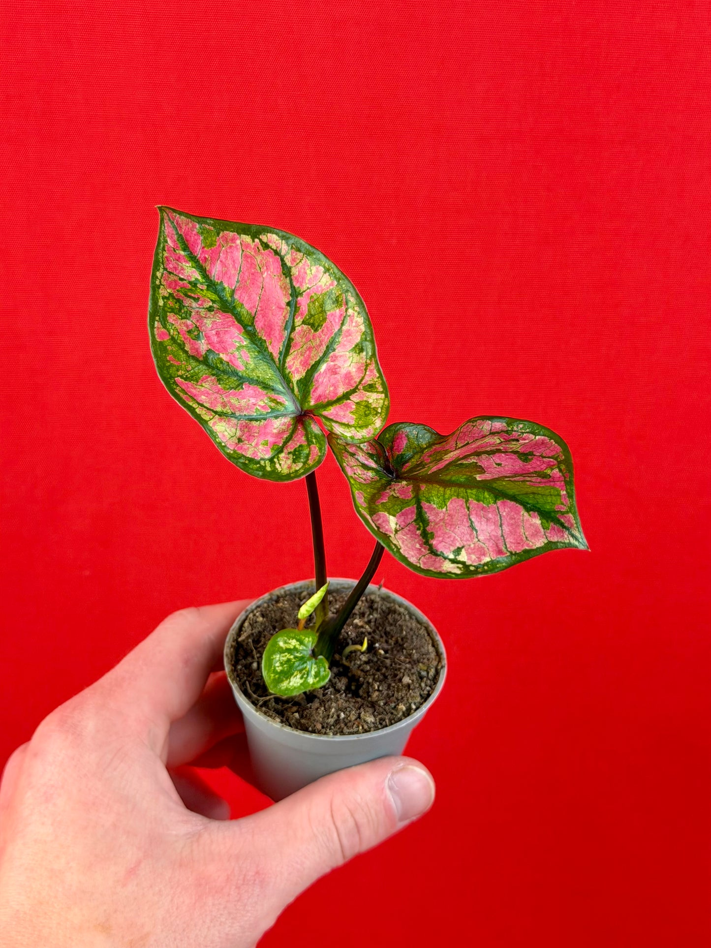 Caladium Bundle (s) - LUplnts