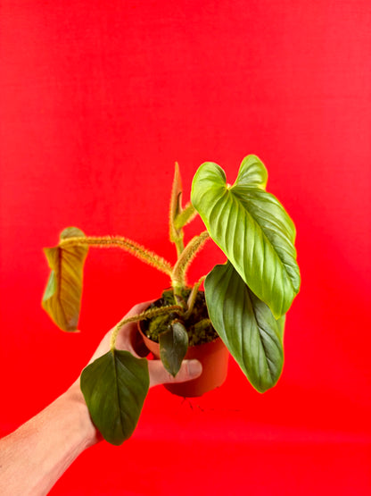 Philodendron Serpens - LUplnts