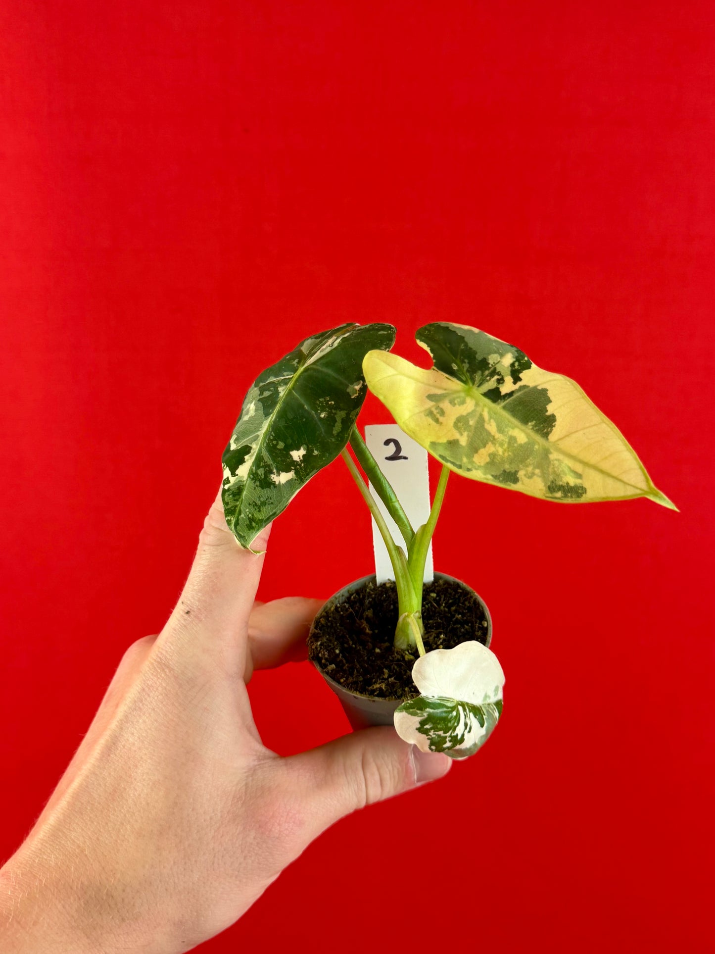 Alocasia micholitziana 'Frydek Variegata' (s)