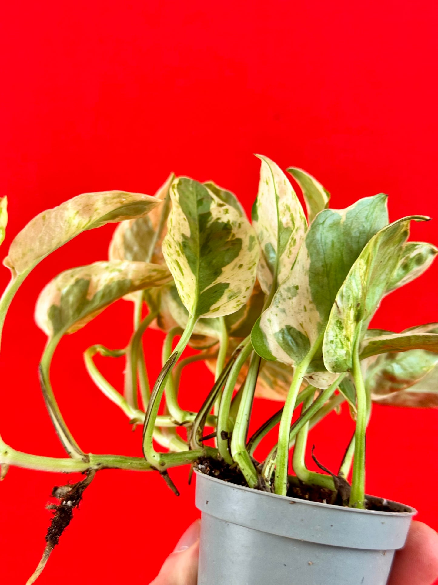 Epipremnum Pinnatum N’Joy (s) - LUplnts