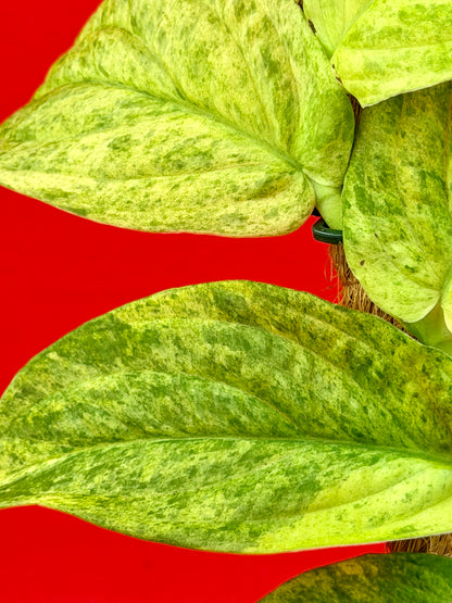 Raphidophora korthalsii ‘Marble‘