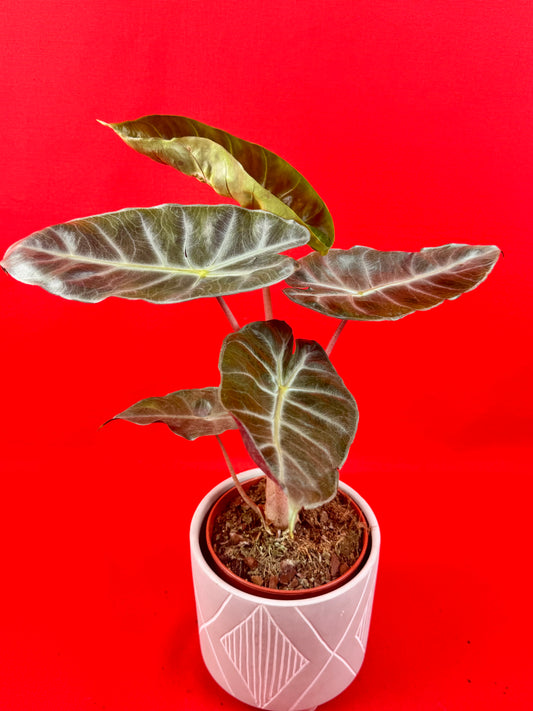 Alocasia Pink Dragon