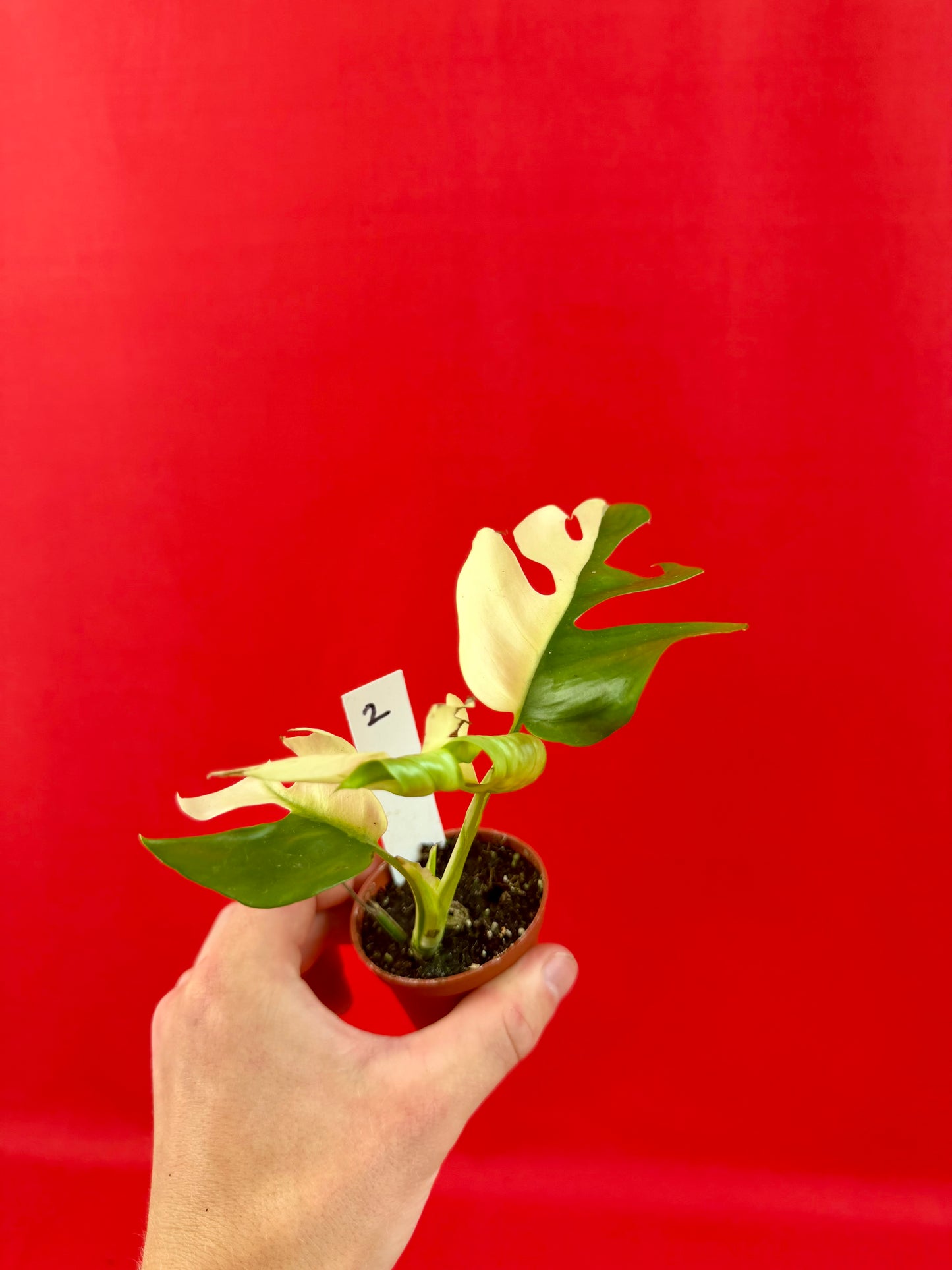 Raphidophora Tetrasperma Variegata (s)