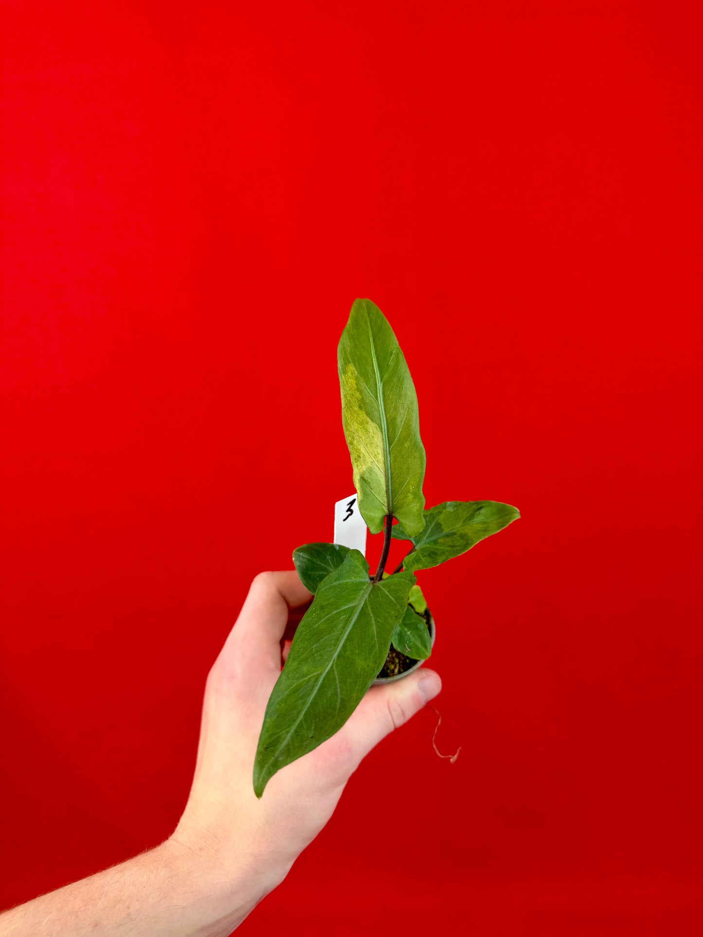 Alocasia lauterbachiana 'Variegata' (s)