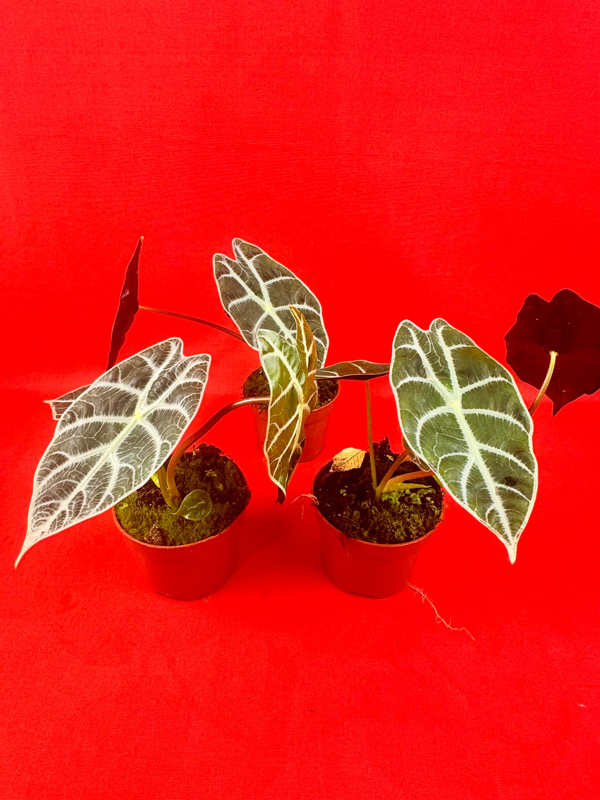 Alocasia wataonia ‘Big Form’ - LUplnts