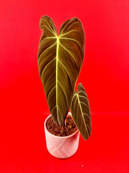 Philodendron Melanochrysum