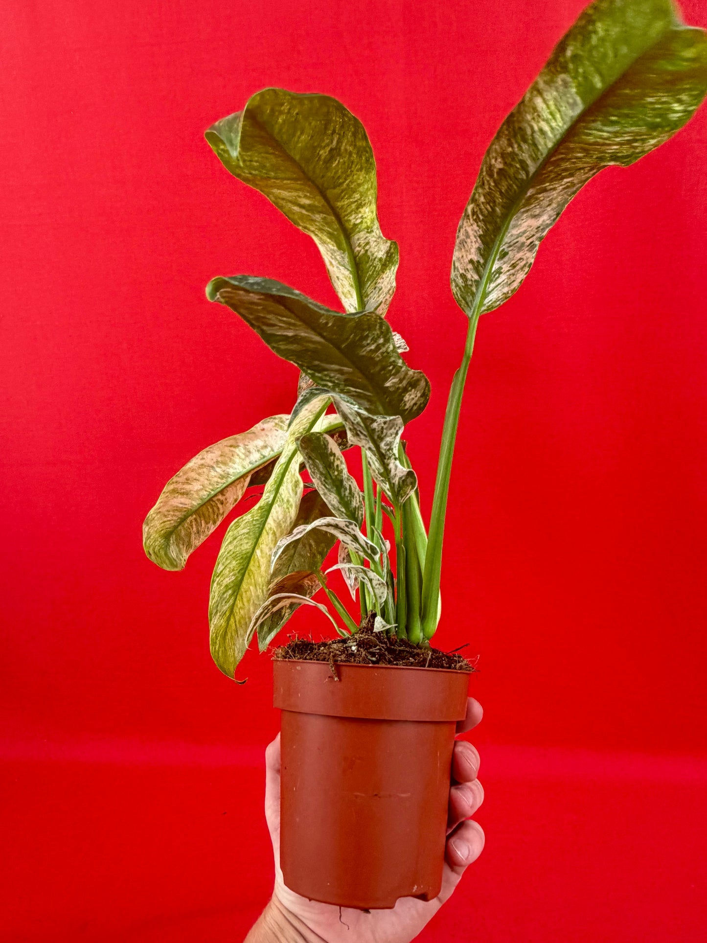 Raphidophora puberula Variegata