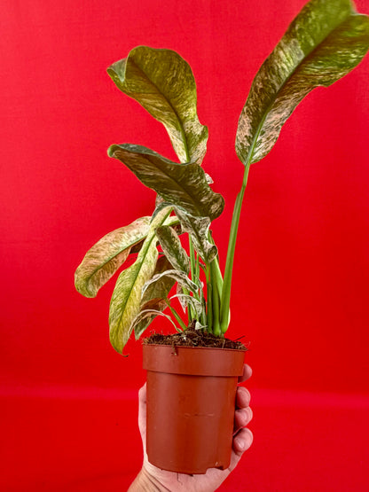 Raphidophora puberula Variegata