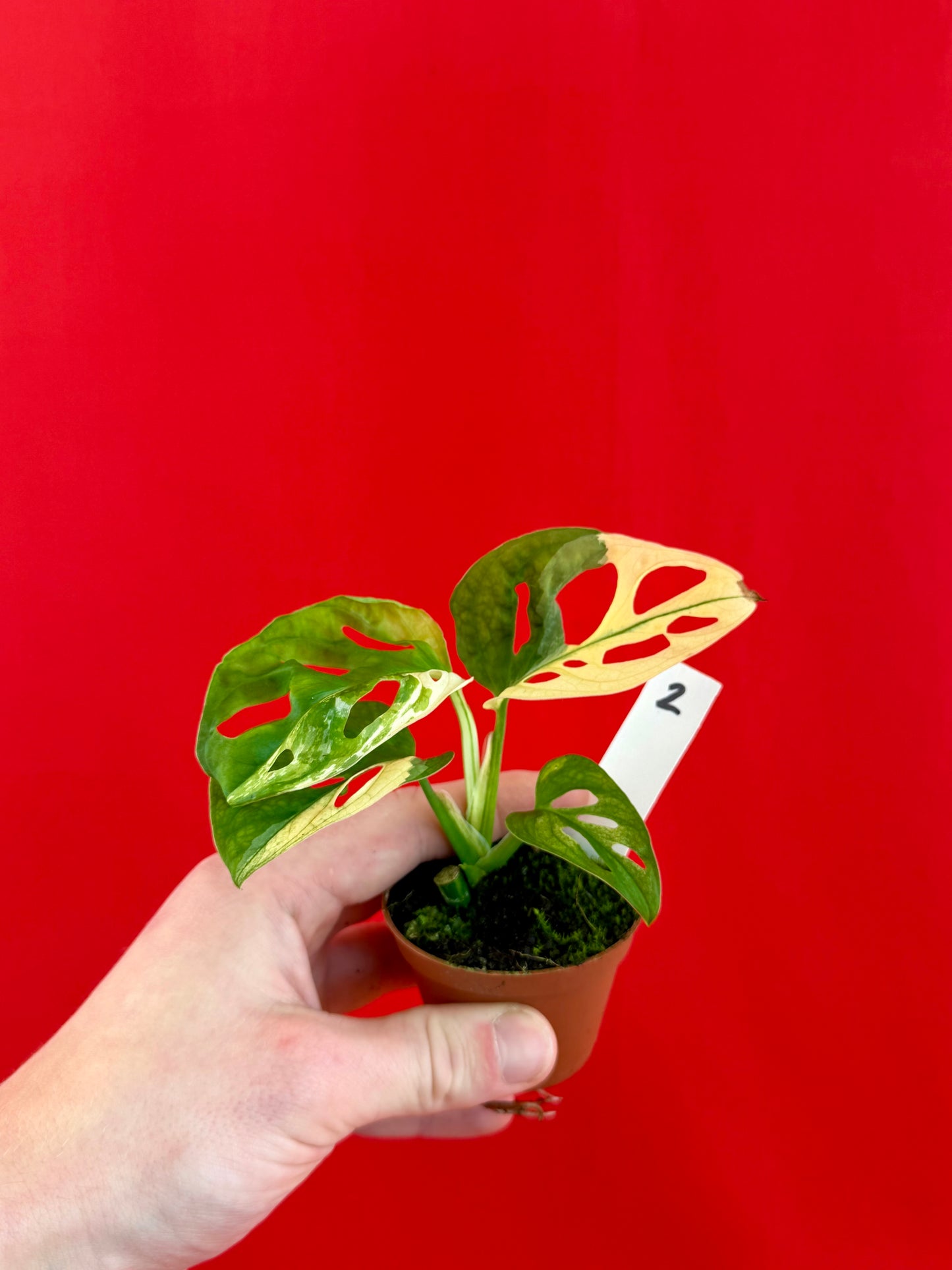 Monstera Adansonii Variegata (s) - LUplnts