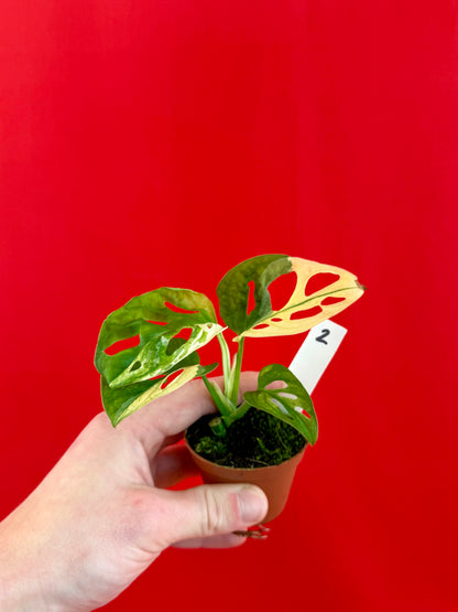 Monstera Adansonii Variegata (s) - LUplnts