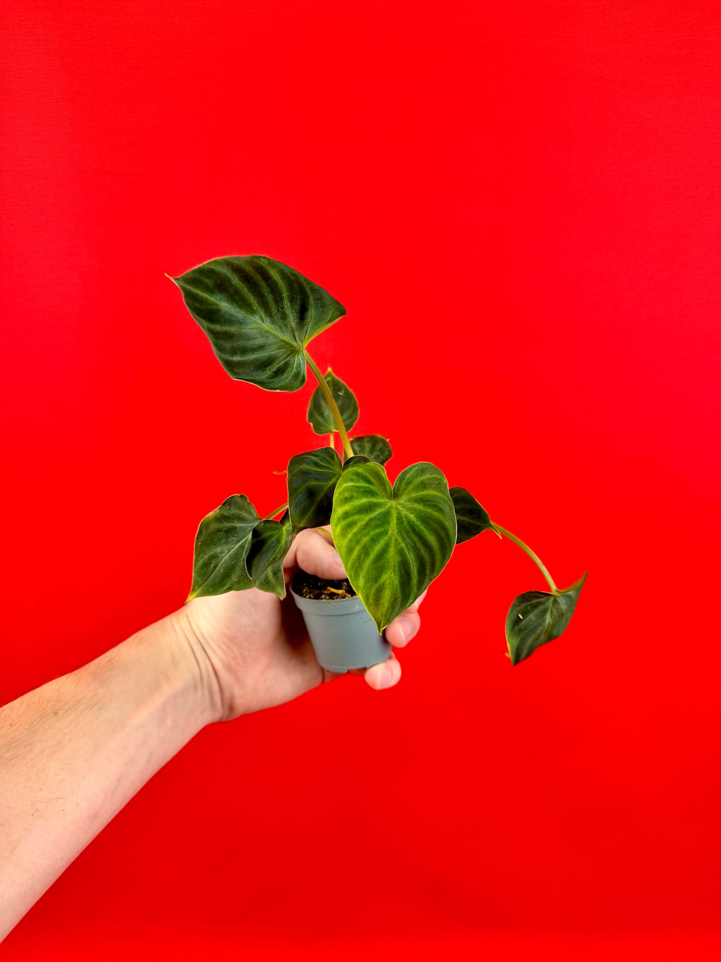 Philodendron Bundle (s)