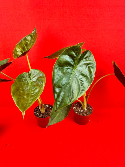 Alocasia wentii