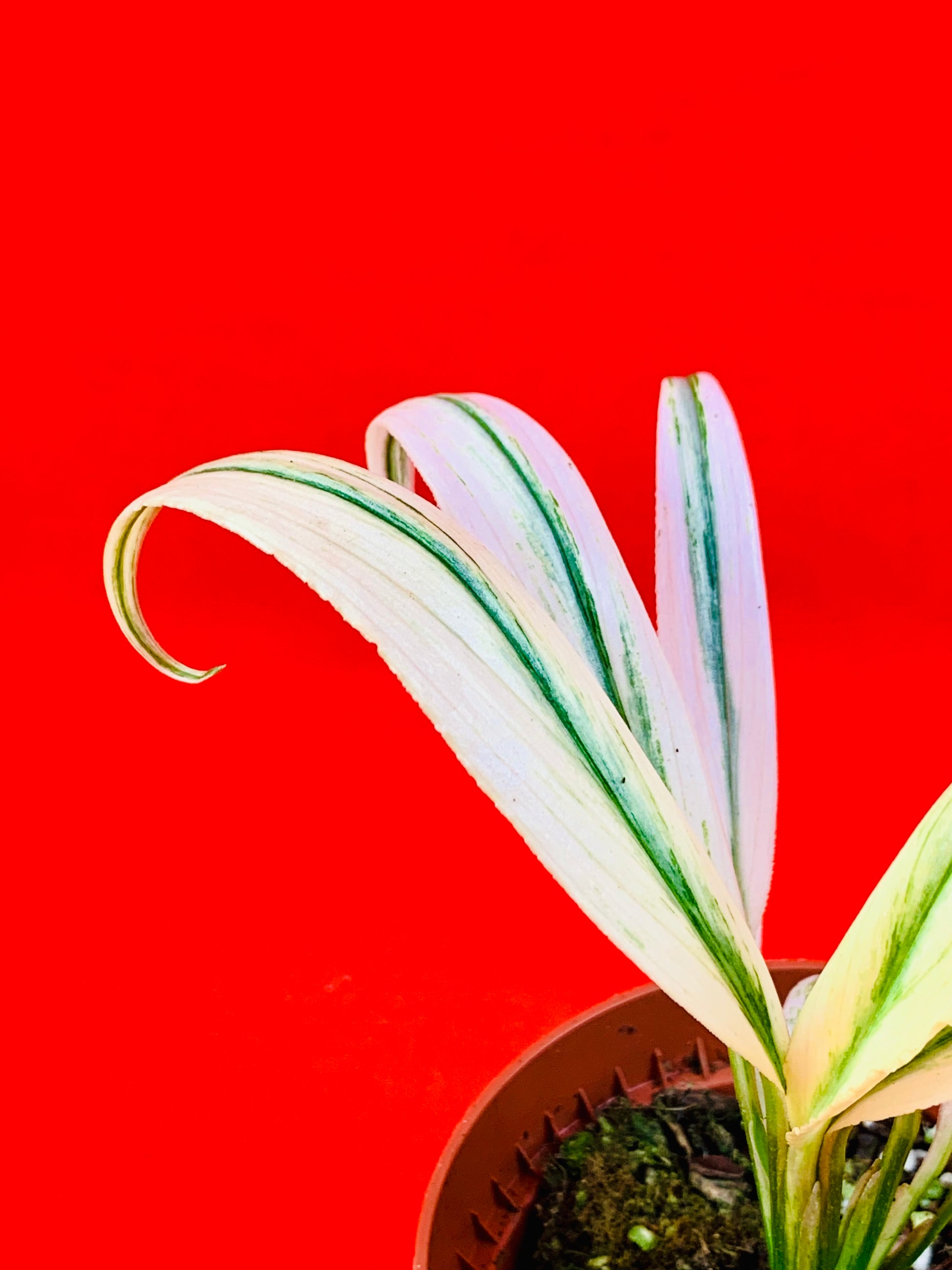 Epipremnum Amplissimum Variegata - LUplnts