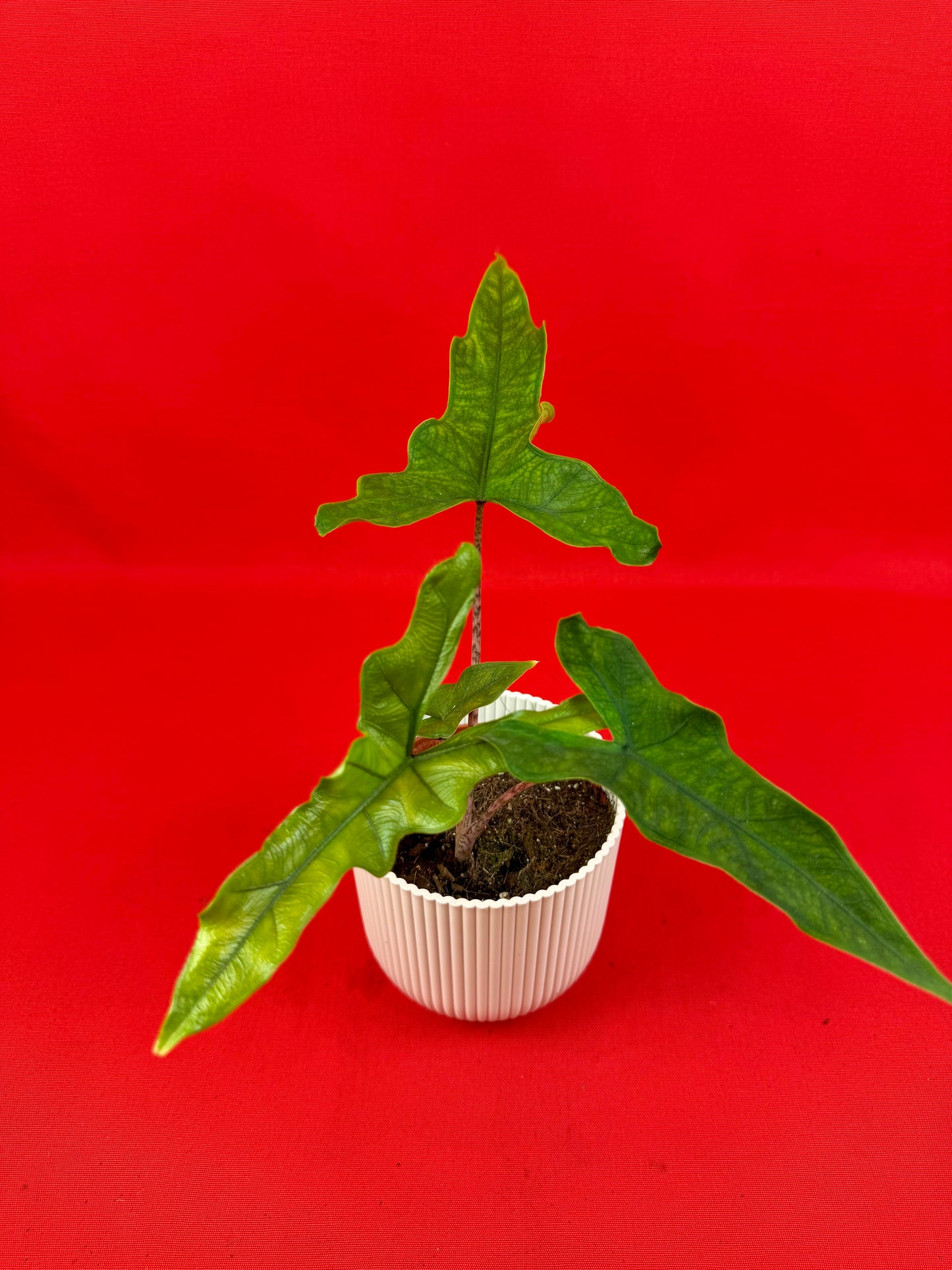 Alocasia ‘Sabrina‘