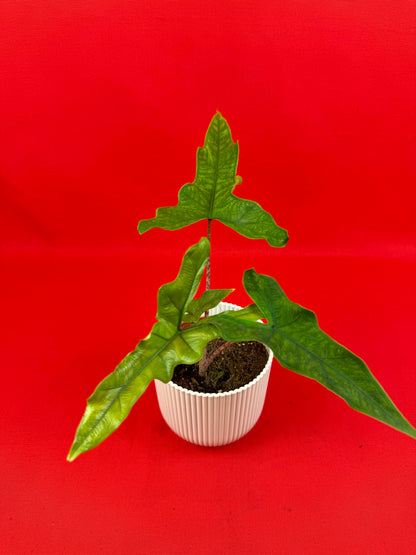 Alocasia ‘Sabrina‘