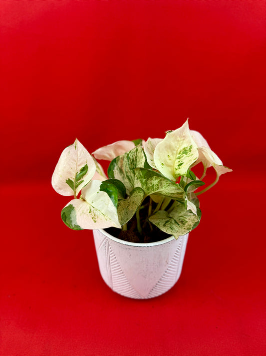 Epipremnum Pinnatum ‘Happy Leaf’ - LUplnts