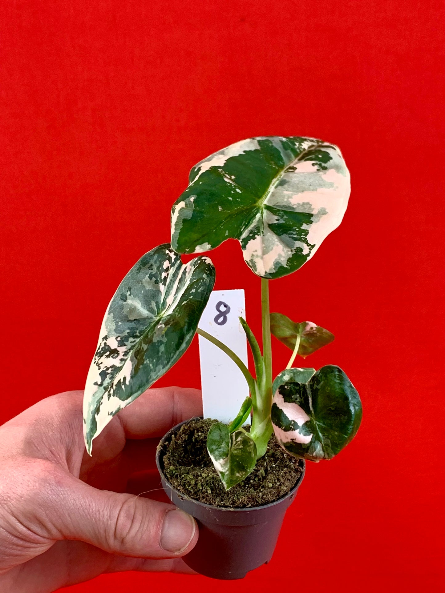 Alocasia micholitziana 'Frydek Variegata' (s) - LUplnts