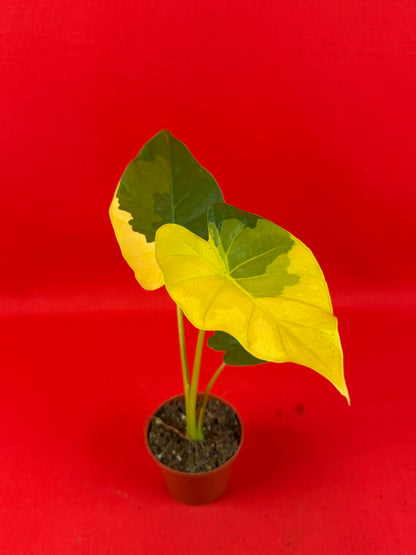 Alocasia gageana ‘Aurea’