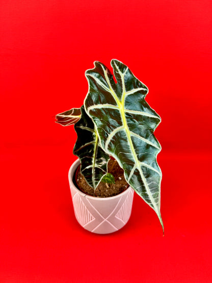 Alocasia Amazonica Polly