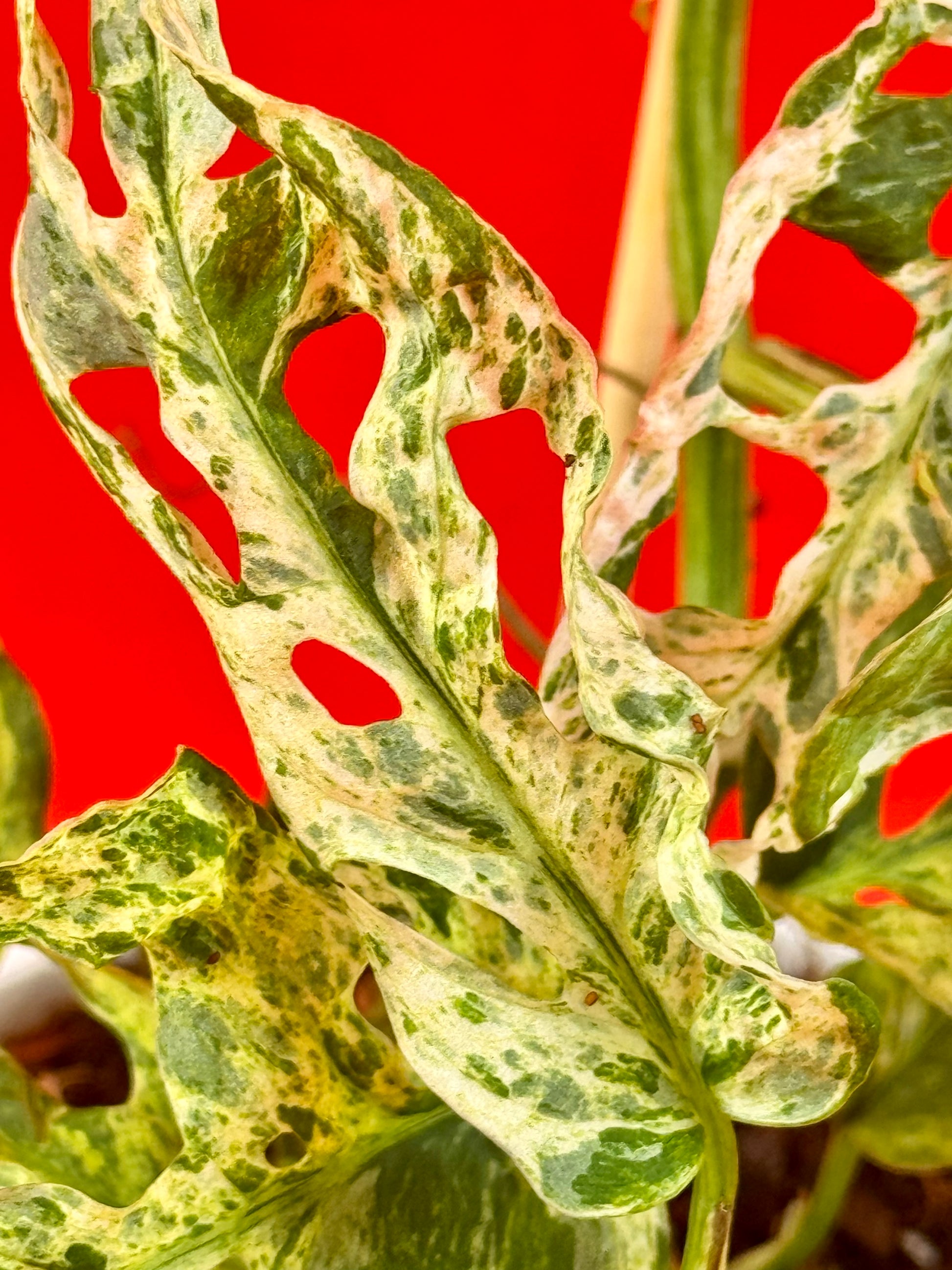 Monstera Frozen Freckless - LUplnts