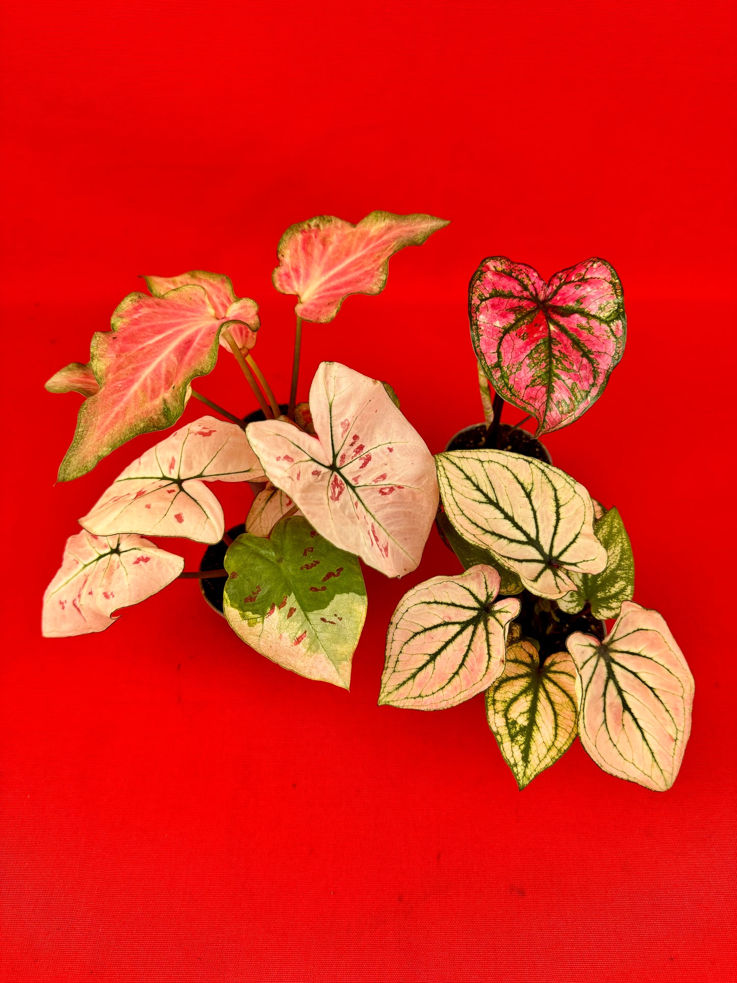 Caladium Bundle (s)