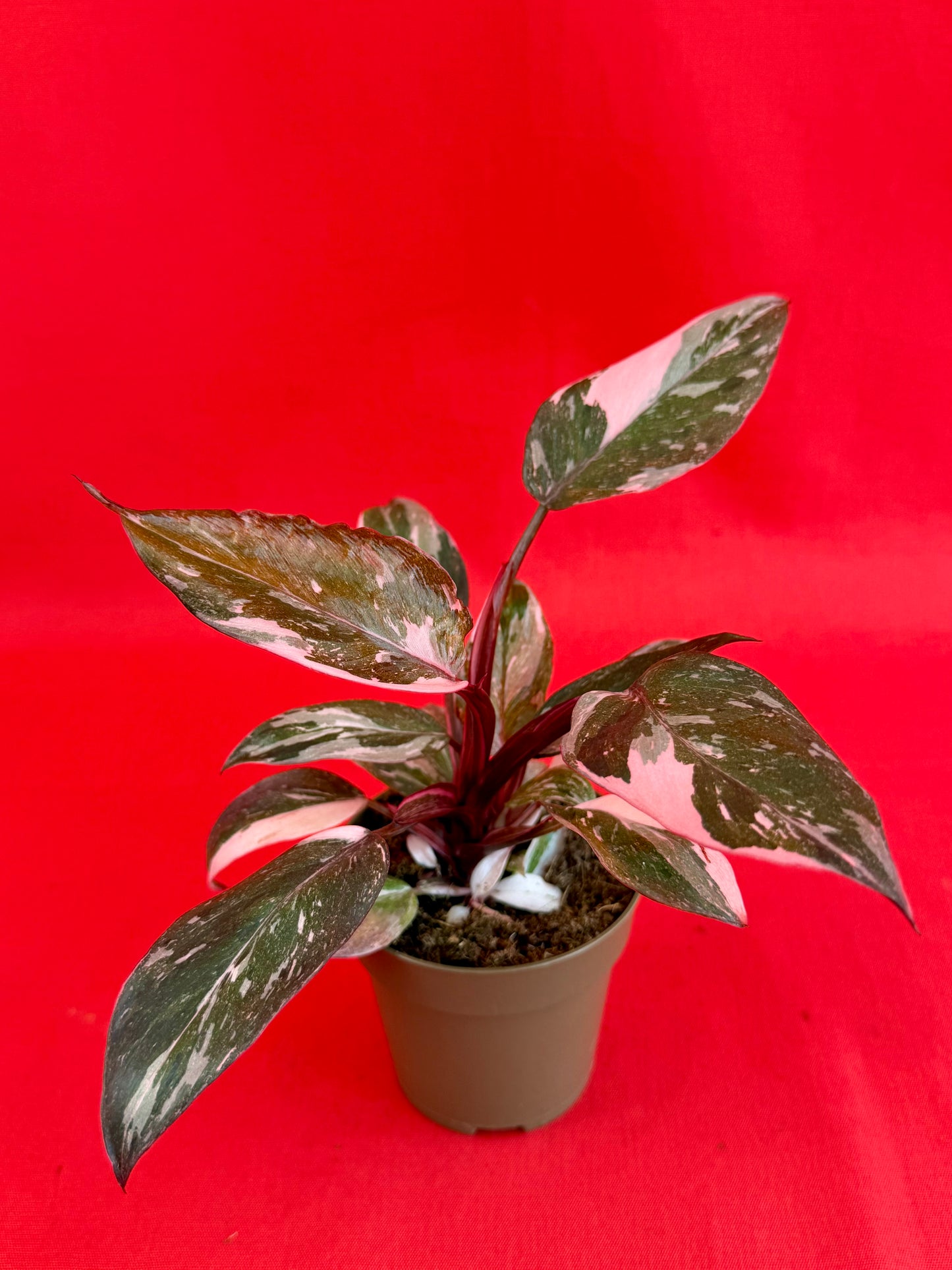 Philodendron Pink Princess Marble - LUplnts