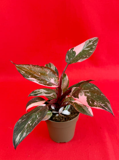 Philodendron Pink Princess Marble - LUplnts