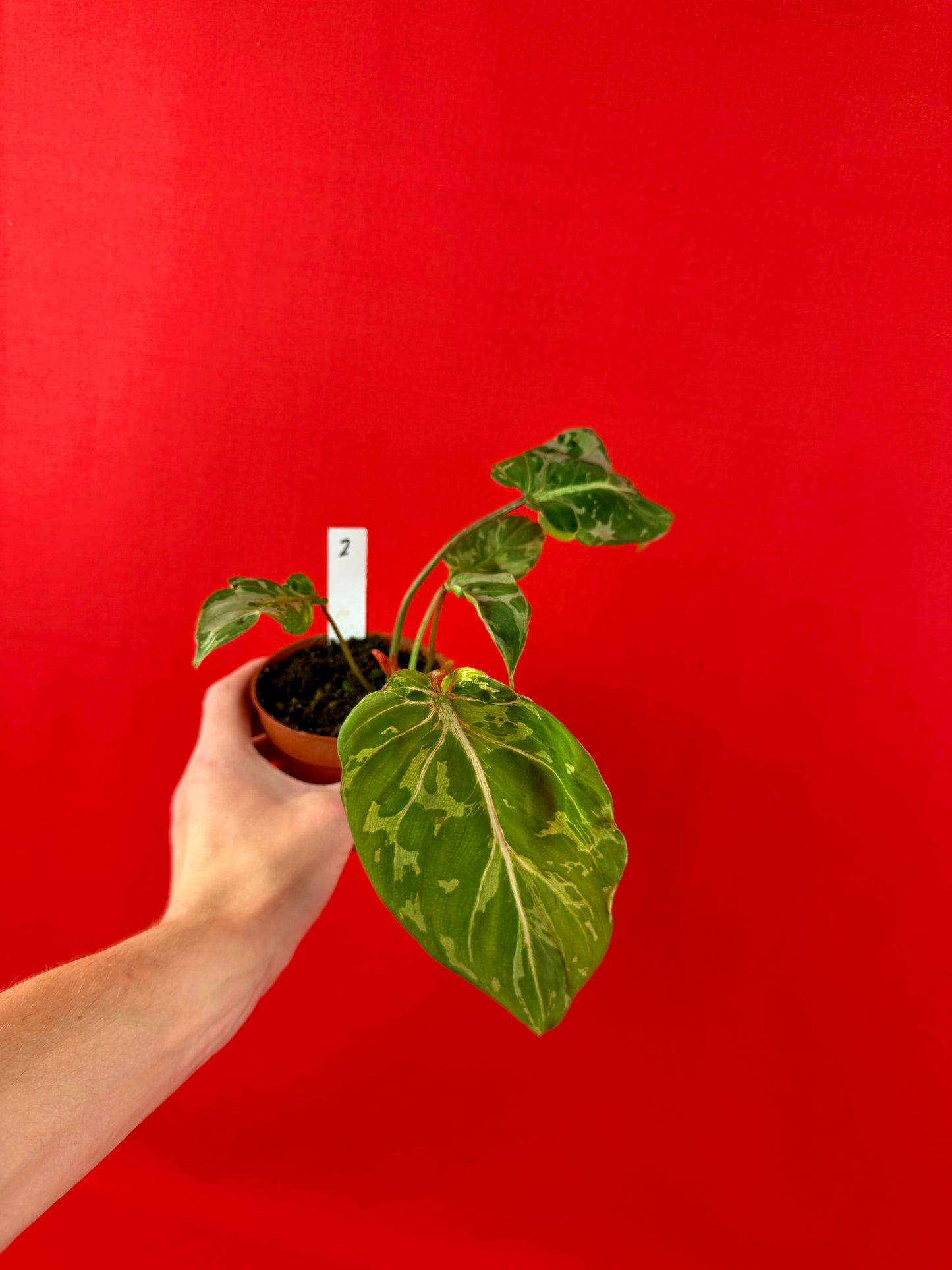 Philodendron Gloriosum ‘Snow Leopard’