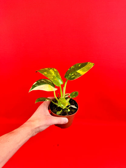 Philodendron green Congo