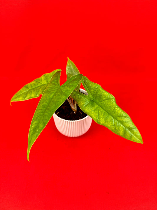Alocasia sulawesi Green Carpet - LUplnts