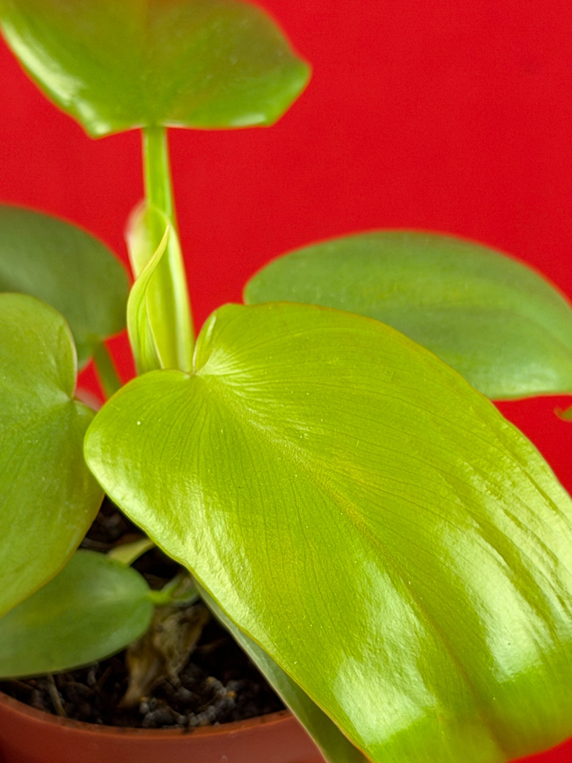 Philodendron 'Ceylon Gold' (s) - LUplnts