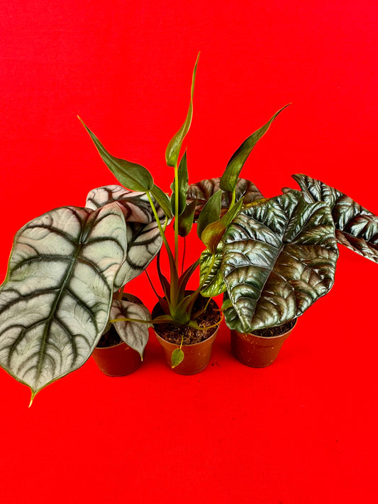 Alocasia Bundle