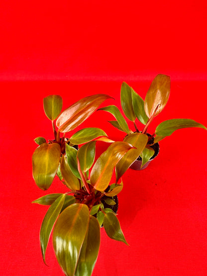 Philodendron Red Sun