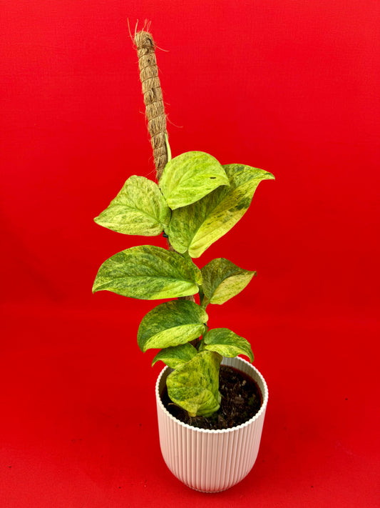 Raphidophora korthalsii ‘Marble‘