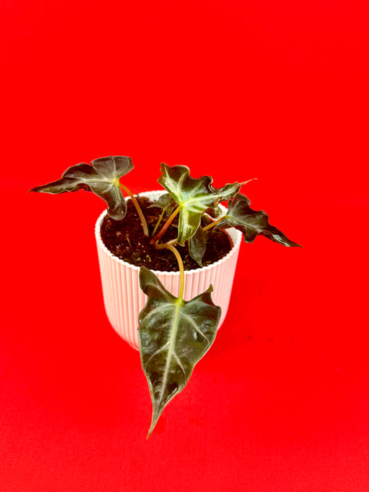 Alocasia Loco - LUplnts