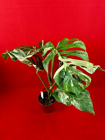 Monstera Deliciosa Variegata (L)