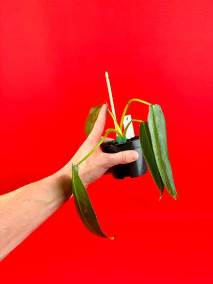 Philodendron Spiritus-Sancti