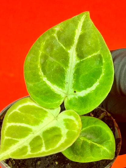 Anthurium Dorayaki (s) - LUplnts