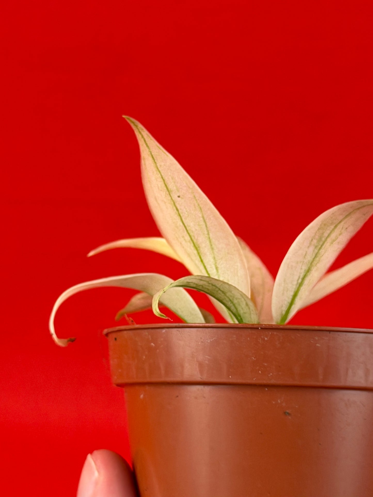 Philodendron Florida Ghost