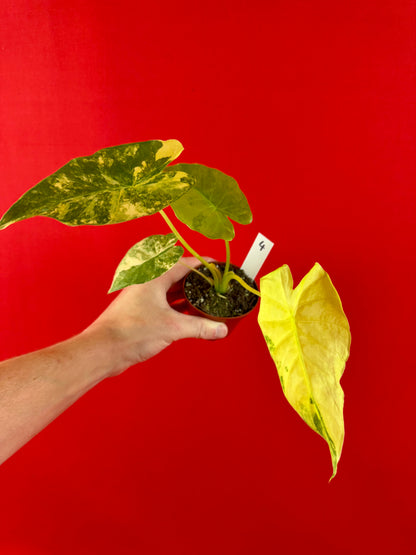 Alocasia gageana ‘Aurea’