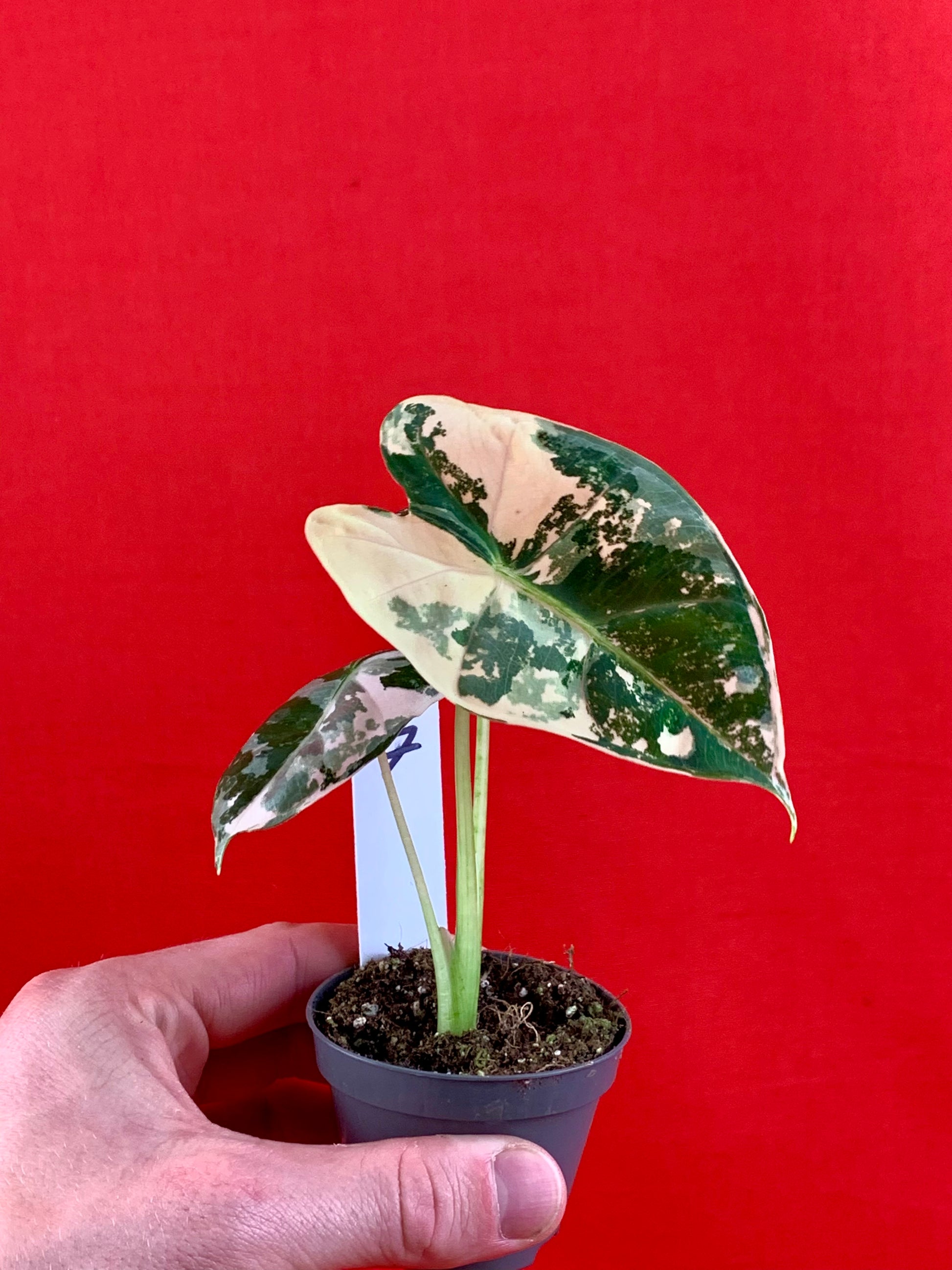 Alocasia micholitziana 'Frydek Variegata' (s) - LUplnts