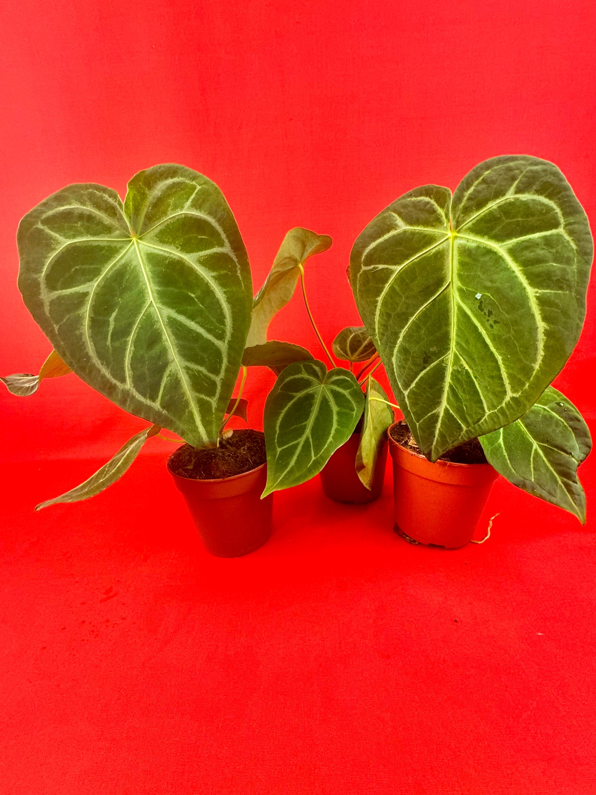 Anthurium Magnificum - LUplnts