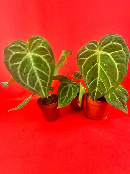 Anthurium Magnificum - LUplnts
