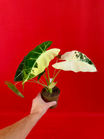 Alocasia micholitziana ‚Frydek Variegata‘