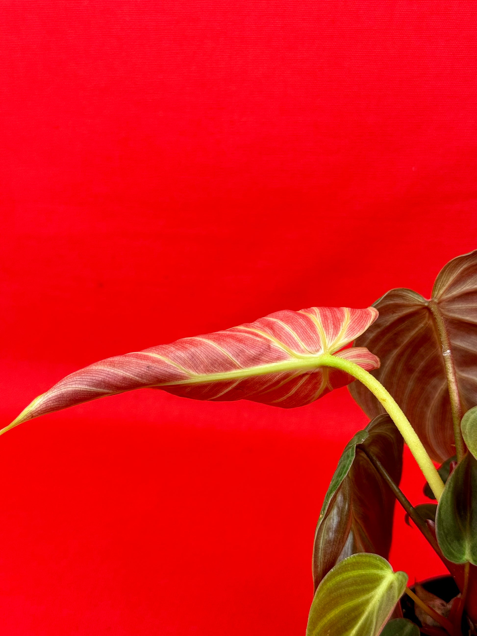 Philodendron El Choco Red (s) - LUplnts