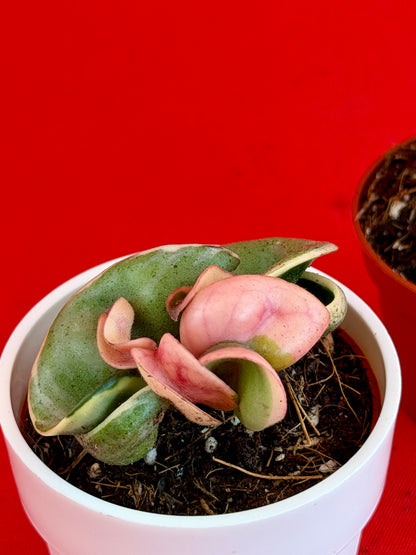 Hoya Carnosa ‚Compacta Variegata‘ (s) - LUplnts