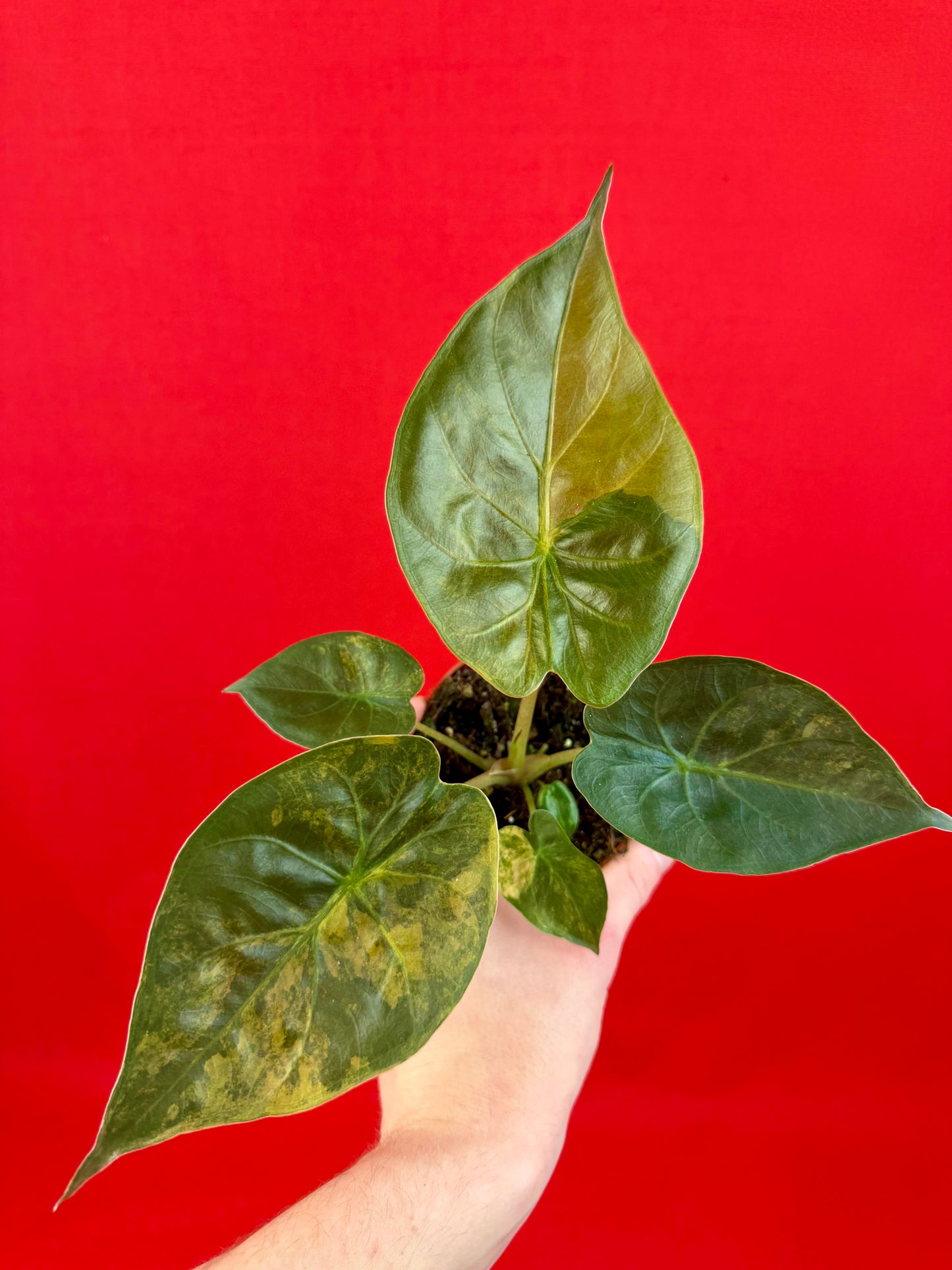 Alocasia wentii ‘Aurea‘