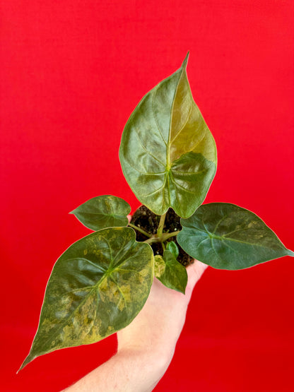 Alocasia wentii ‘Aurea‘