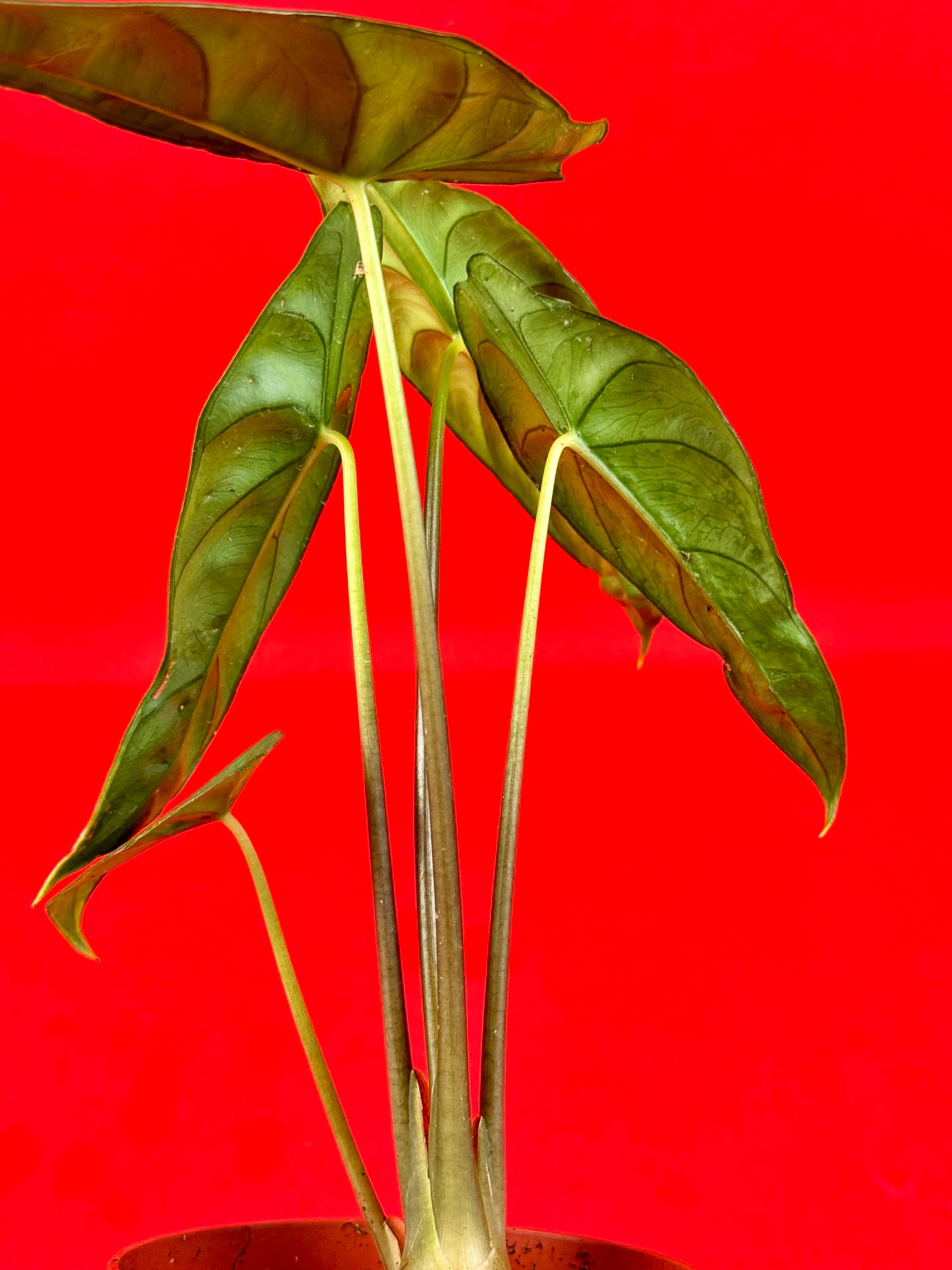 Alocasia Venusta