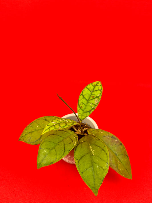 Hoya callistophylla (s) - LUplnts
